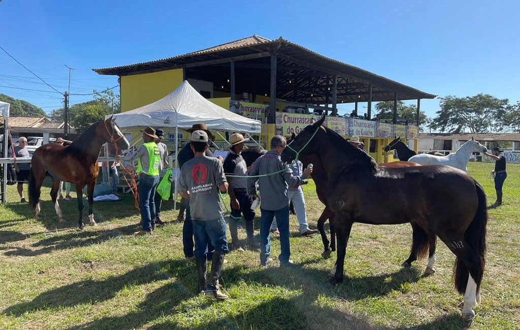 MATANDO CAVALO PARA FAZER CARNE SECA PASSO A PASSO. 