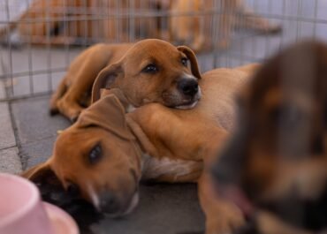 Prefeitura de Maricá realiza triagem para castração gratuita de cães e gatos