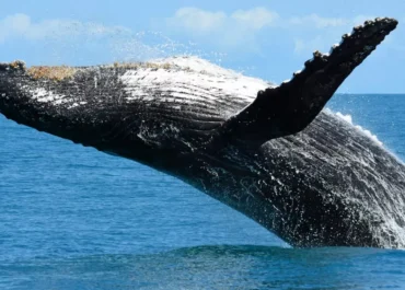 Mais Duas Jubartes Aparecem em Arraial do Cabo e Anunciam Temporada de Encantos