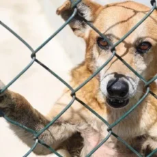 Prefeitura de Cabo Frio cria canais exclusivos de comunicação com o Canil Municipal