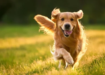 Rio de Janeiro sanciona novo Código Estadual de Direitos dos Animais e reconhece dignidade dos seres sencientes