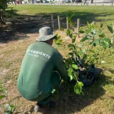 Cabo Frio realiza replantio de mudas de mangue na Praia das Palmeiras