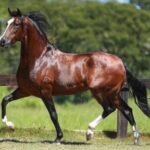 Araruama sedia a 41ª Expo Especializada do Mangalarga Marchador, que deve reunir cerca de 240 animais no Parque de Exposições