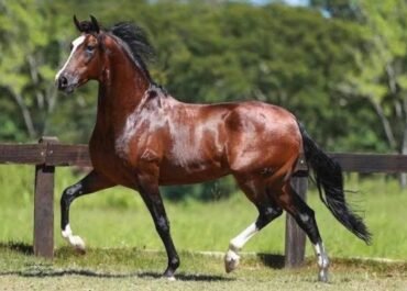 Araruama sedia a 41ª Expo Especializada do Mangalarga Marchador, que deve reunir cerca de 240 animais no Parque de Exposições