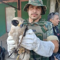 Guarda Marítima e Ambiental de Cabo Frio resgata gavião-sorridente ferido no Jardim Esperança