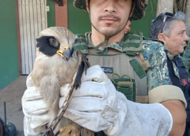 Guarda Marítima e Ambiental de Cabo Frio resgata gavião-sorridente ferido no Jardim Esperança