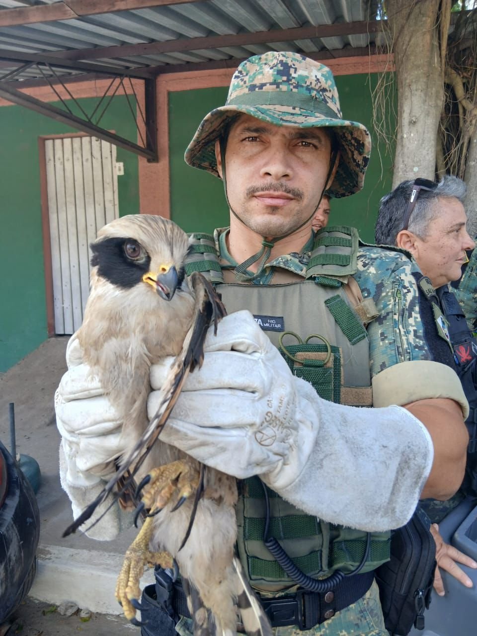 Guarda Marítima e Ambiental de Cabo Frio resgata gavião-sorridente ferido no Jardim Esperança