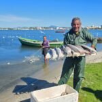 Tainha da Lagoa de Araruama pode ganhar Indicação Geográfica, após resultados da pesquisa da Embrapa