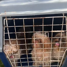 Ação integrada apreende animais e apura suspeita de criação irregular em Tamoios