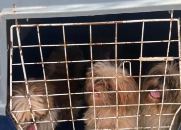 Ação integrada apreende animais e apura suspeita de criação irregular em Tamoios
