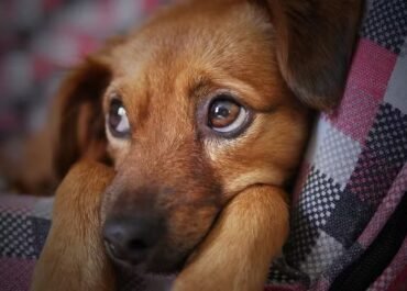 Coluna Veterinária: Quando as emoções da casa também afetam os pets