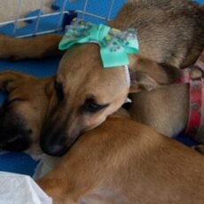 Feira de Adoção Animal acontece neste sábado (6) em Cabo Frio