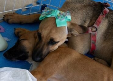 Feira de Adoção Animal acontece neste sábado (6) em Cabo Frio