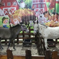 Mini Fazendinha transforma Expo Agro Araruama 2026 em um mundo de encantamento para as crianças
