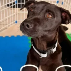 Feira de Adoção Animal imuniza 310 cães e gatos em Cabo Frio