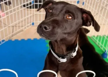 Feira de Adoção Animal imuniza 310 cães e gatos em Cabo Frio