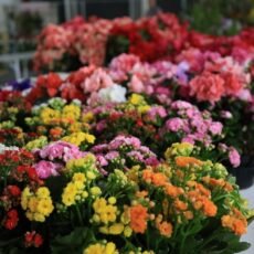 Araruama recebe Exposição Flores de Holambra 2026 na Praça Antônio Raposo