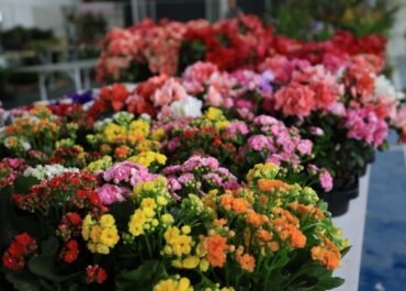 Araruama recebe Exposição Flores de Holambra 2026 na Praça Antônio Raposo