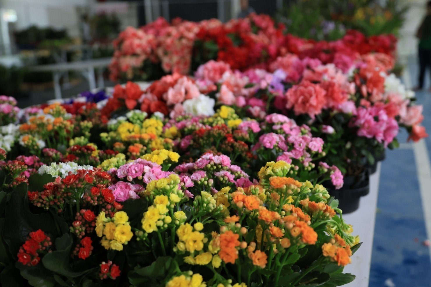 Araruama recebe Exposição Flores de Holambra 2026 na Praça Antônio Raposo